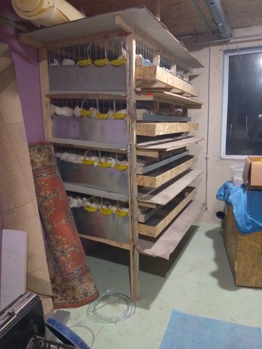 Клітки для перепелів під замовлення.