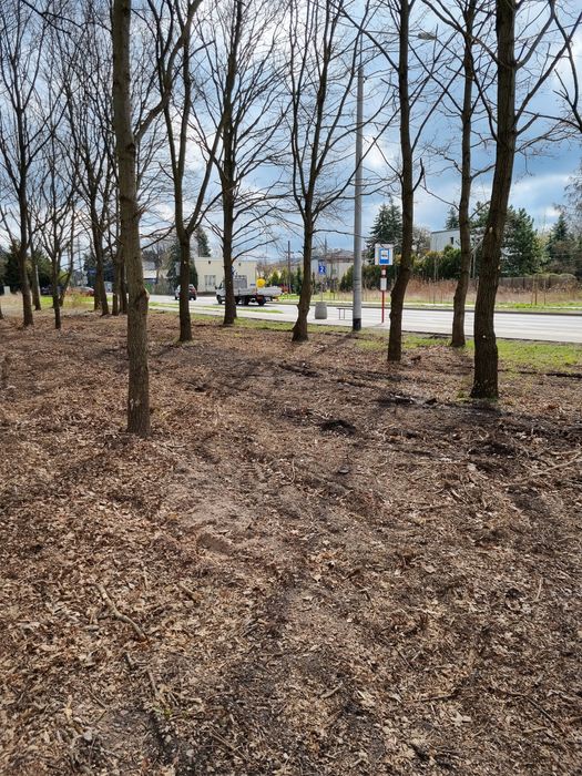 Czyszczenie działek wycinka drzew rębak Najtaniej kompleksowo zwyżka