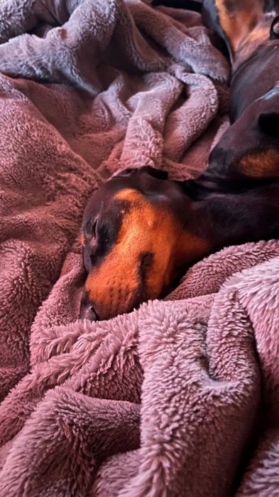 Такса мальчик ищет девочку