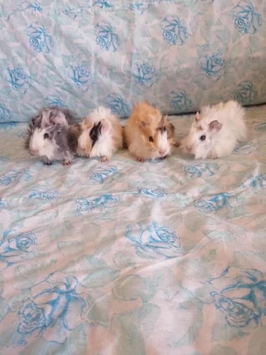 Świnka morska kawia domowa