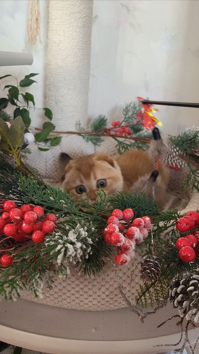 Шотландский мальчик! Золотая шиншила!