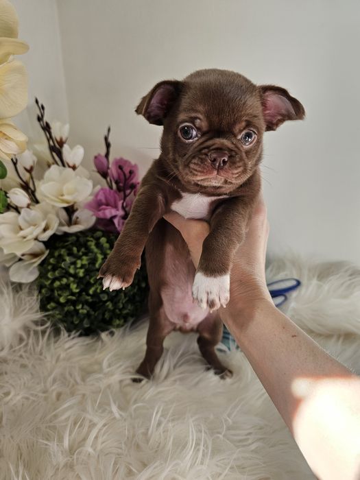 Chihuahua piesek czekoladowy