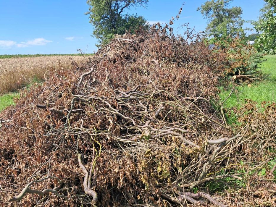Oddam gałęzie do pocięcia na zrębki , opał- za darmo !