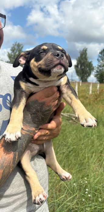 American bully pocket
