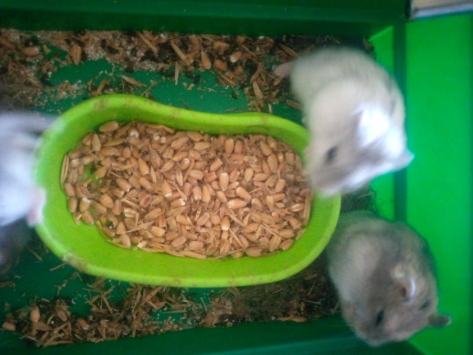 Хомячки Кременчуг