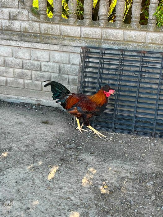 Kogut czubatka staropolska