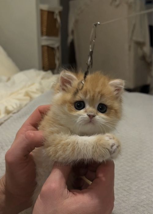 Кошеня золота шиншила хлопчик