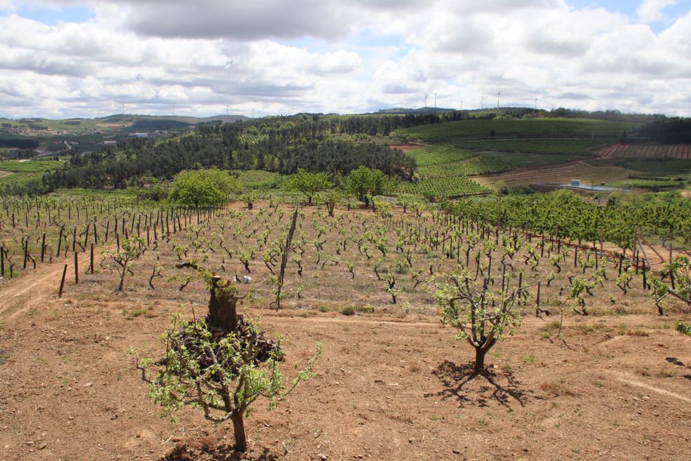 Terreno  com moradia T3 e com furo .