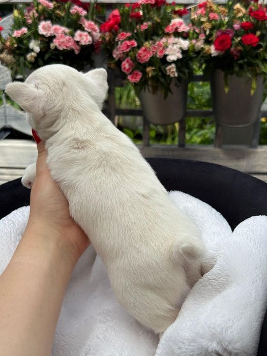 DEXTER chihuahua chłopczyk długowłosy, prawdziwy rodowód FCI