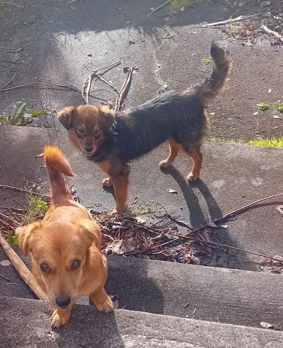 Cães para adopção