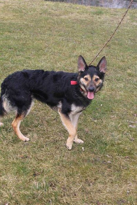 089440 Pongo do adopcji