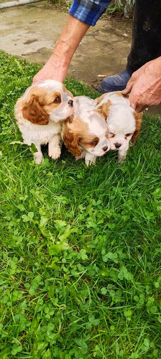 Pies Cavalier King Charles Spaniel pies rasowy szczeniaki