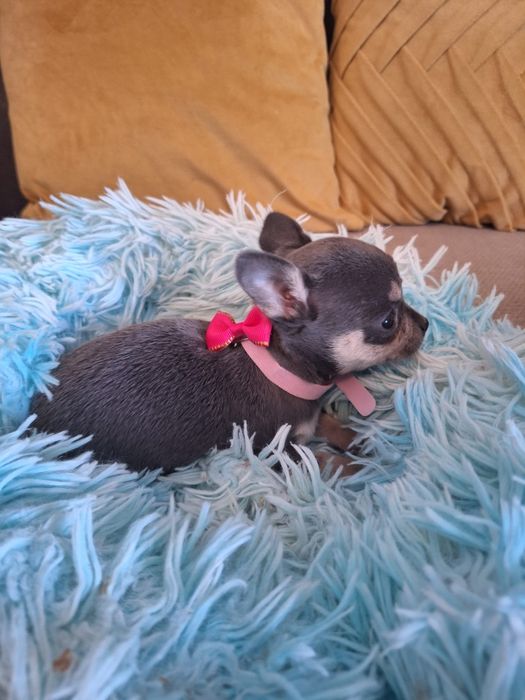 Chihuahua pêlo curto