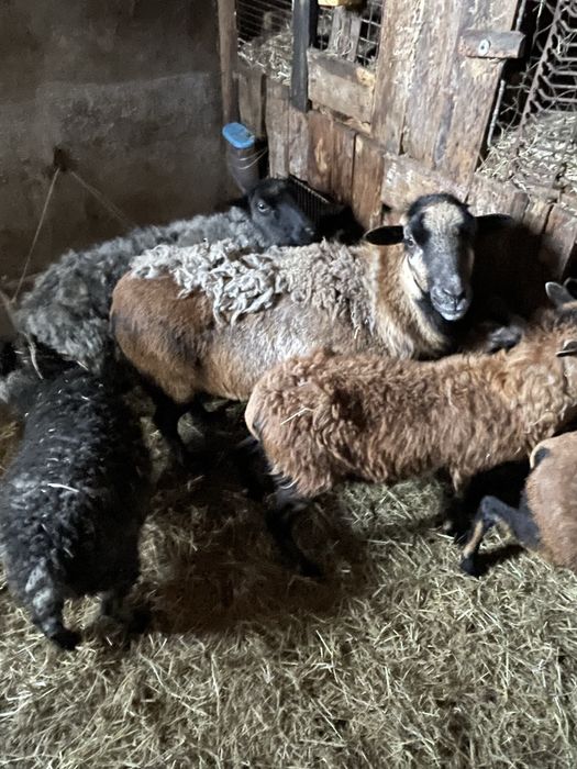 Owce qaessan , kameruńskie