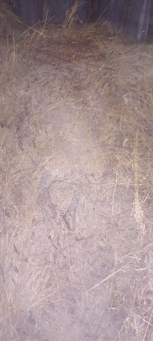 Сіно різнотрав 2023р укіс