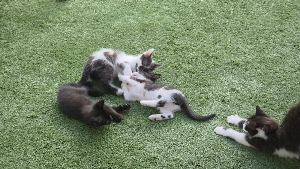 Gatinhos para adoção