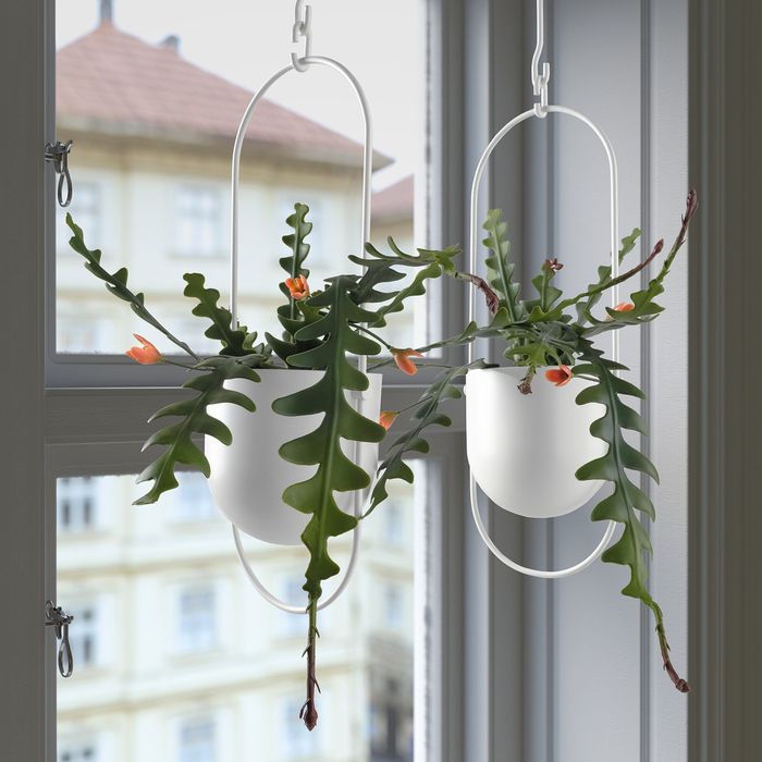 Plantas artificail em vaso, epifilium