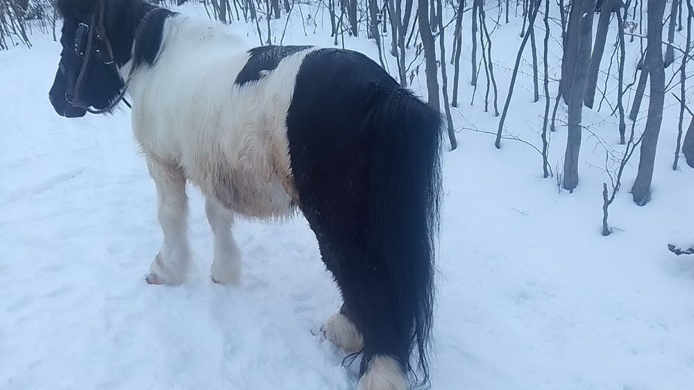 Поні 7 років жеребець