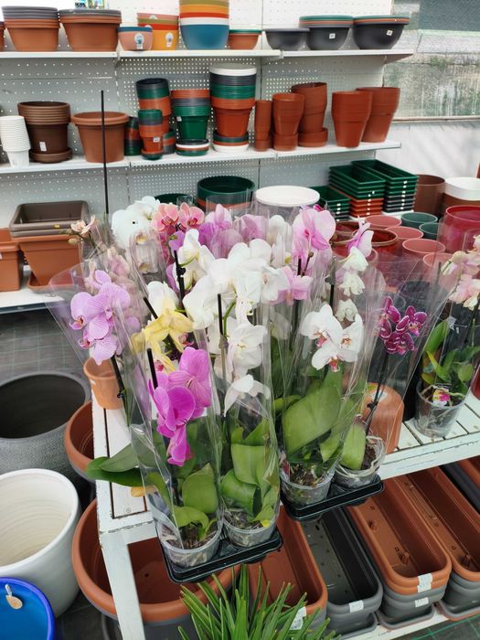 Orquídea Phalaenopsis - planta em vaso