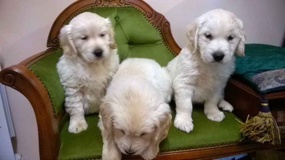 Golden Retriever kremowy piesek