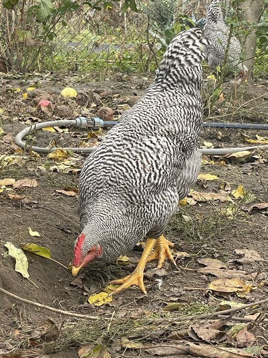 Амрокс. Півні. 5 місяців
