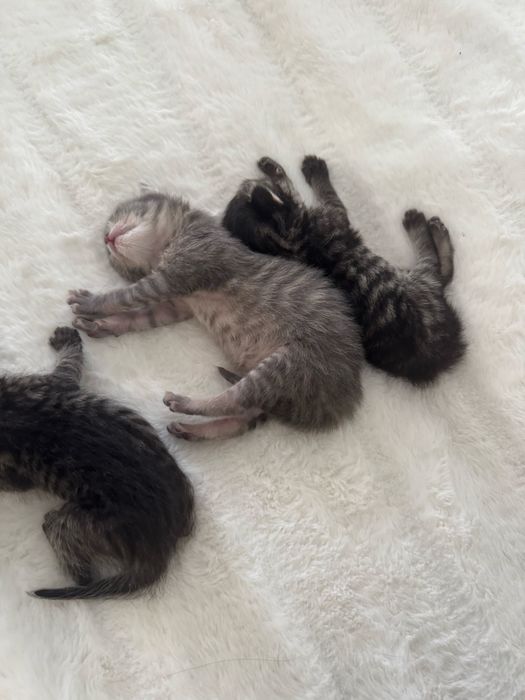 Кошенята в хороші руки