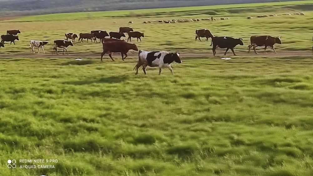 Продаю коров на хозяйство