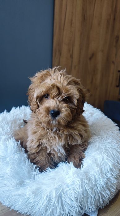 **Cavapoo** cudowny piesek!