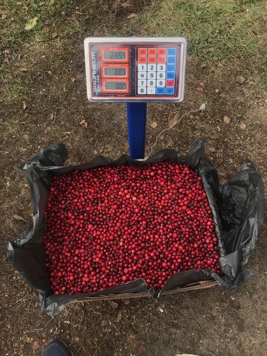 Клюква Журавлина ТОП.