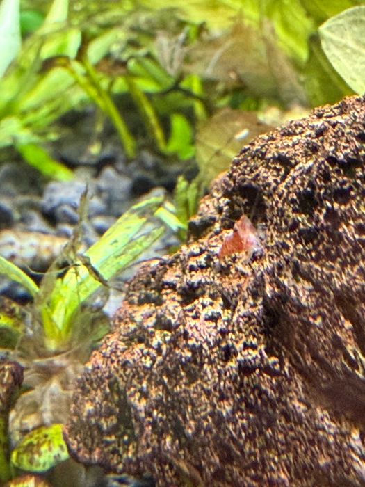Camarões Neocaridina Denticulada "Red Cherry" - Juvenis