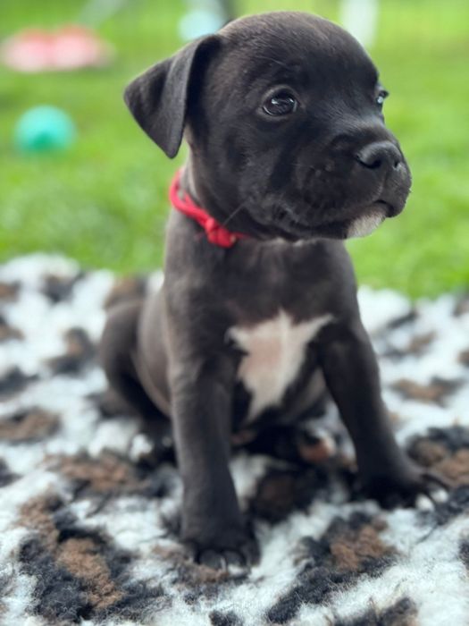 Staffordshire Bull Terrier