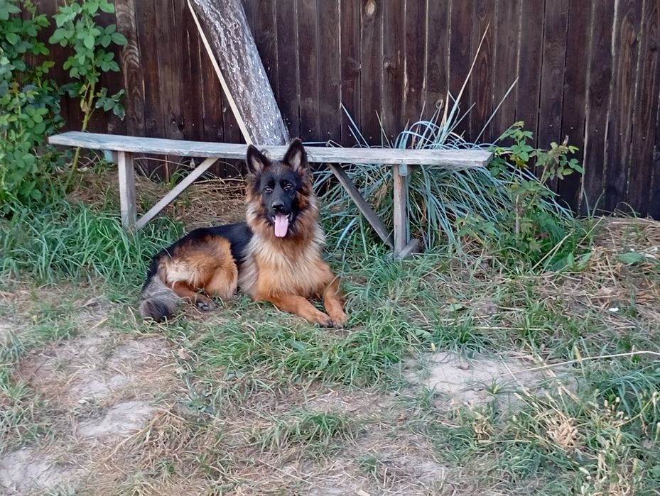 Німецька вівчарка довгошерста