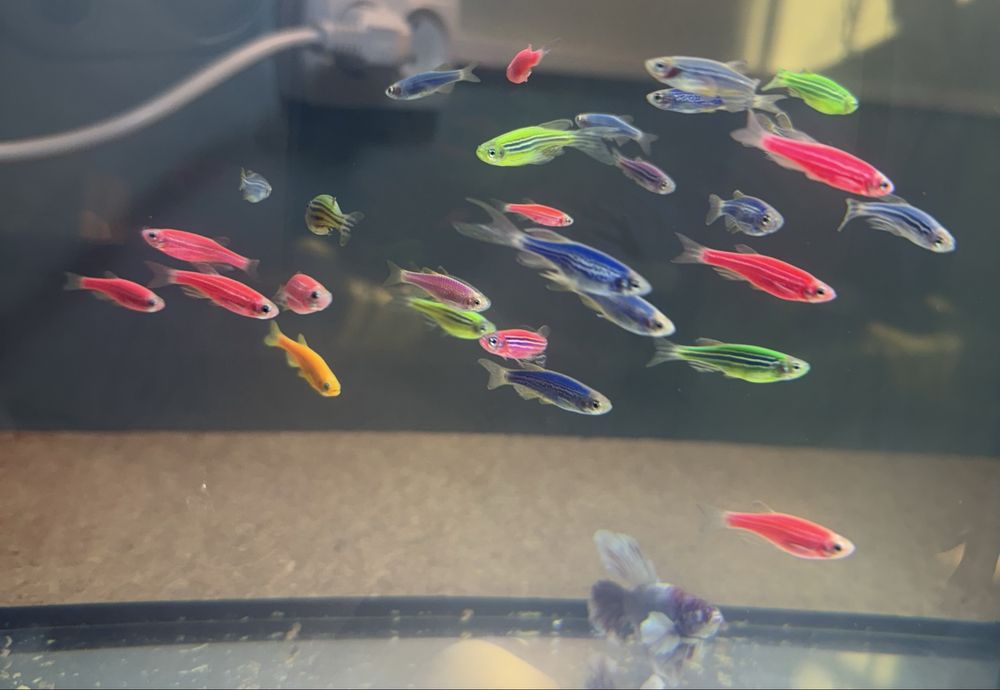 Різні види рибок, акваріуми, керамічні декорації