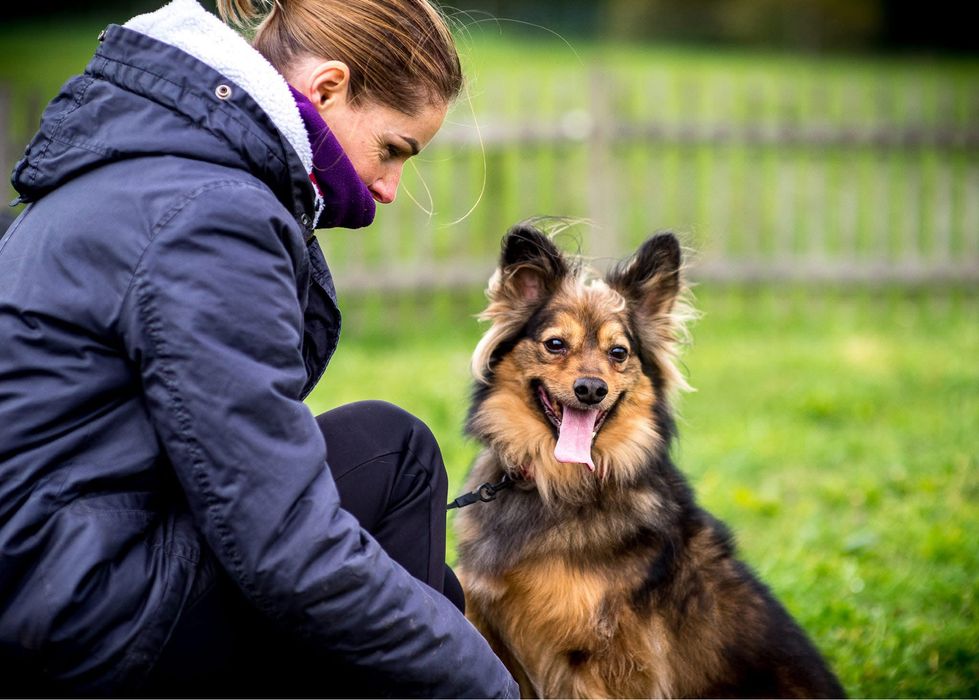 MacGyver - super pies do adopcji