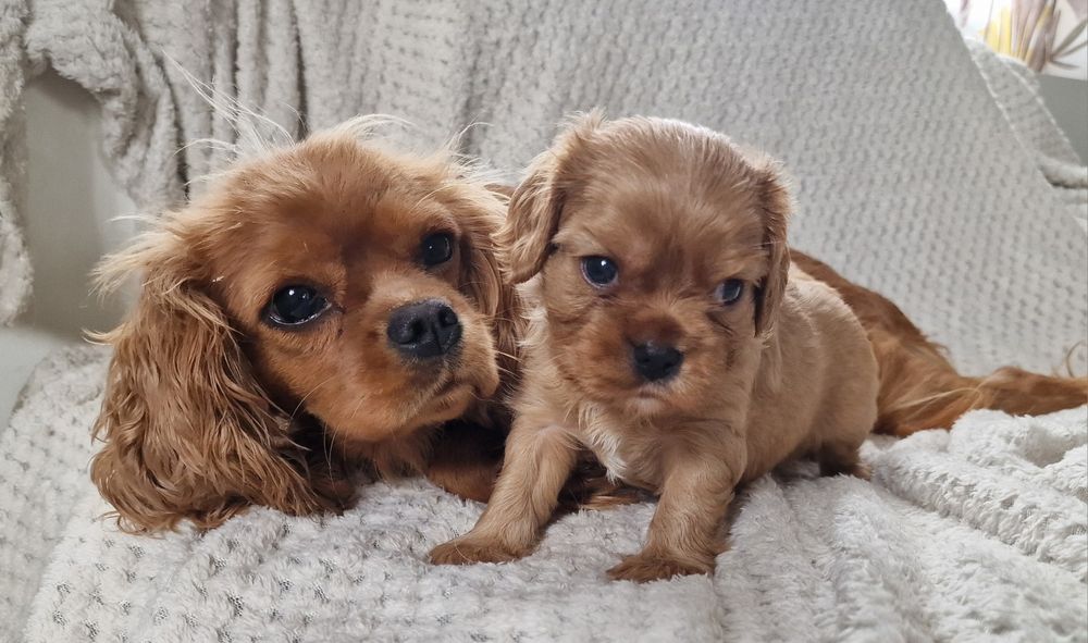 Cavalier King Charles Spaniel FCI