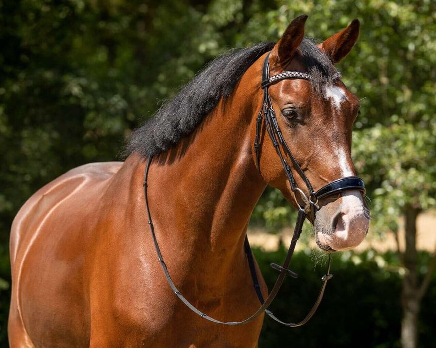 Ogłowie anatomiczne hanowerskie QHP  pony -50% czarne