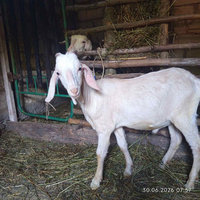Продам козлят козенят козочкі