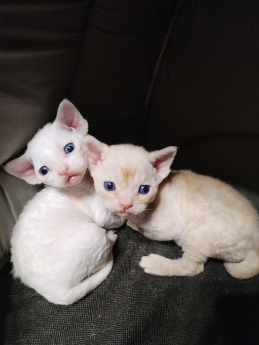 Девон Рекс хлопчик