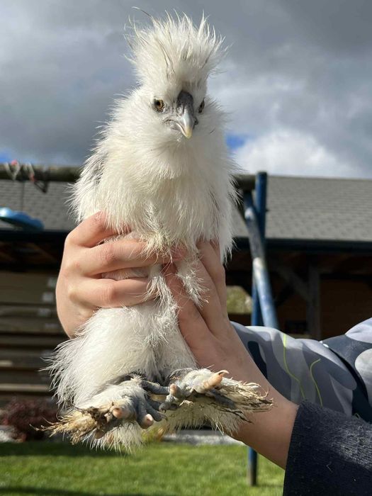 Kury Silki Bialoczuby