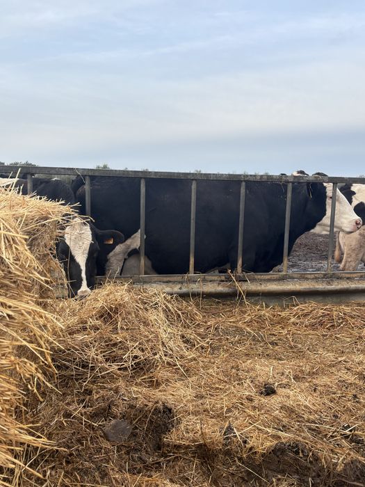 Vendo vaca raça frisia e estojo de ordenha