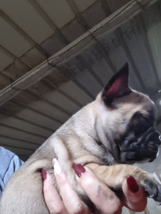 Boldoog francês  disponivel