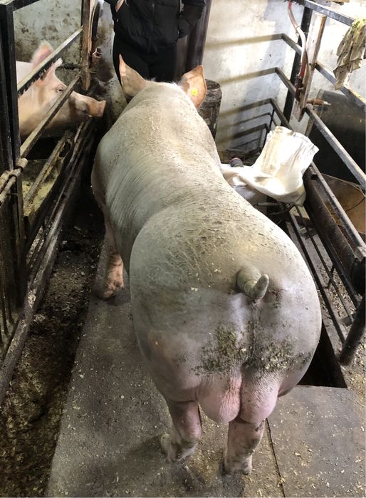 Сім’я високопродуктивних хряків.