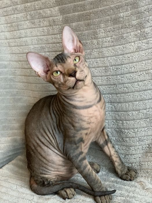 Девочки донского сфинкса