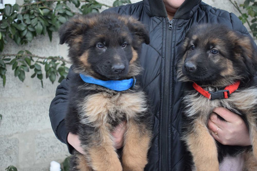 Готові до переїзду