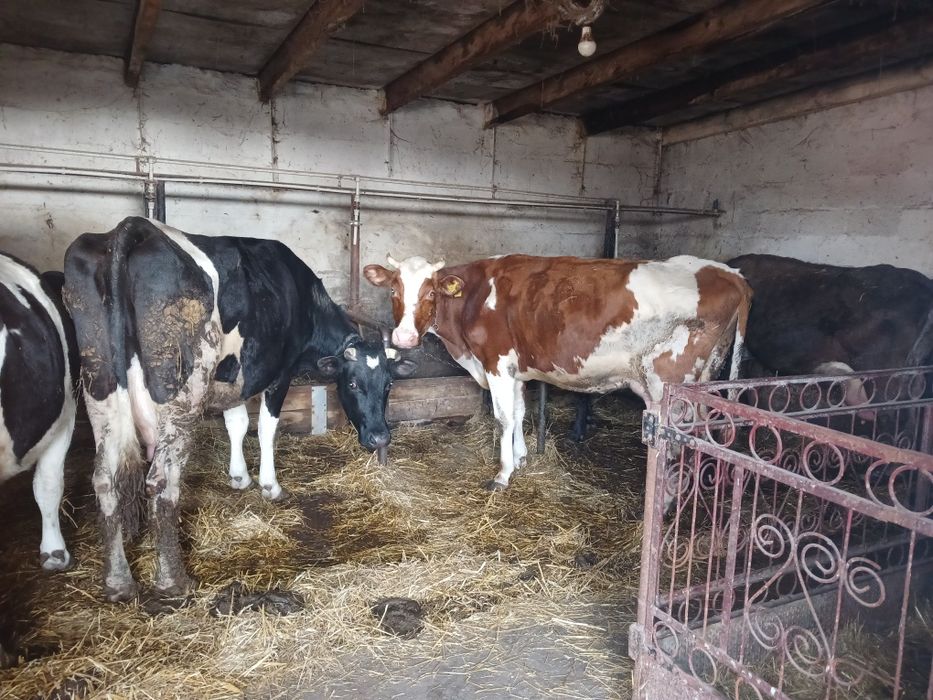 продам кабана тушкою або живою вагою.