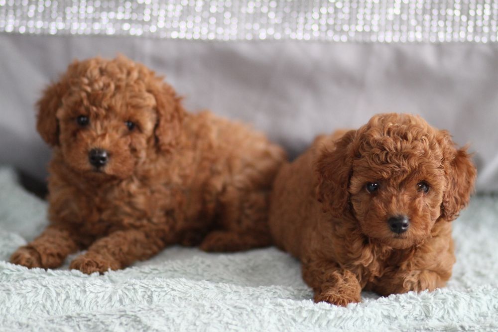 ***Pudel Toy/ miniaturka Badania**