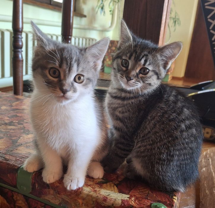 Віддам в люблячі ручки