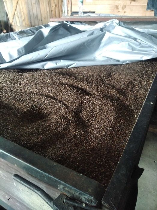 Sprzedam Grykę ( Gryka )