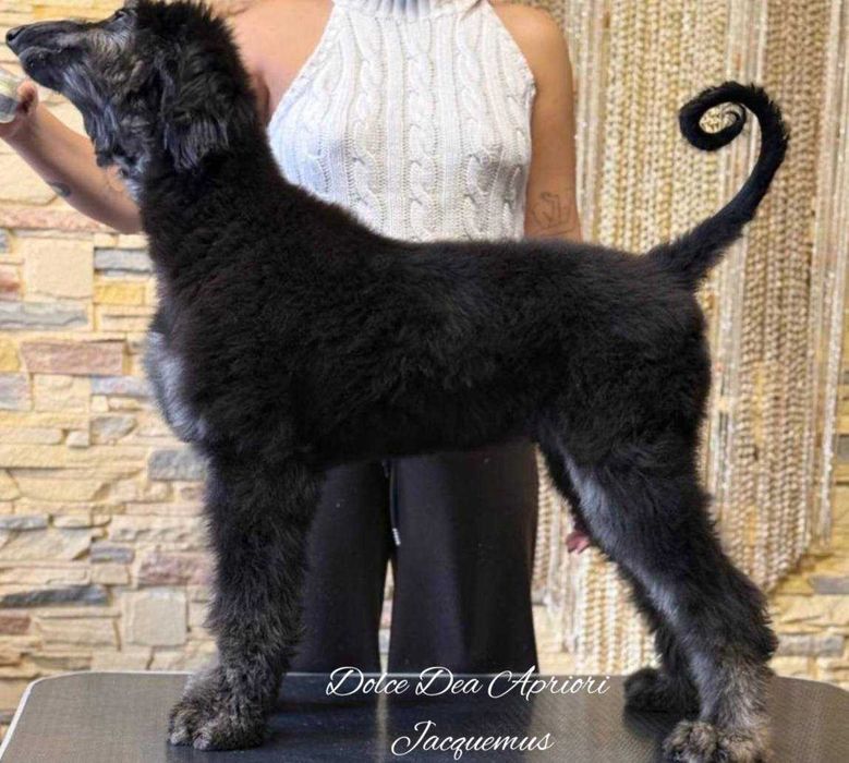 Щенки Афганской  Борзой