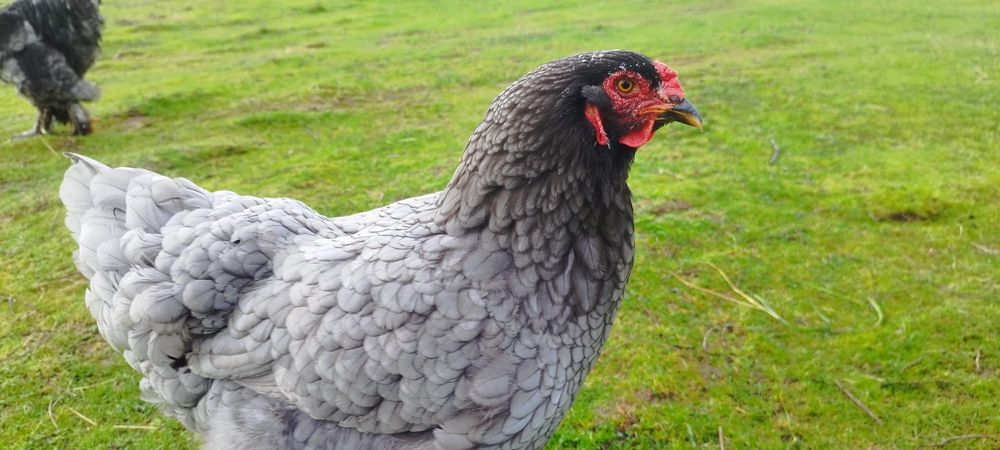 Galinha e galo raça Brahama Black